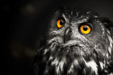 No drill roller blinds Owl Portrait black and white Eurasian eagle-owl, owl