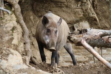 Wild Boar, Sus scrofa, Wild Swine, Eurasian Wild Pig