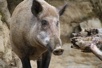 Wild Boar, Sus scrofa, Wild Swine, Eurasian Wild Pig