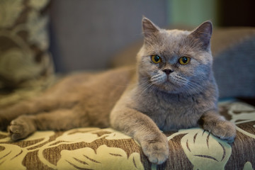 grey cat lay down relaxly on sofa - soft and selected focus