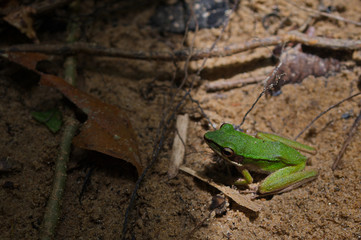frog in wild.