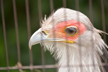 Sagittarius serpentarius