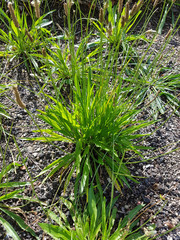 Spitzwegerich; Plantago; Lanceolata; Heilpflanze