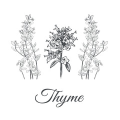 Thyme set. Collection of thyme vector illustration. Thyme sketch