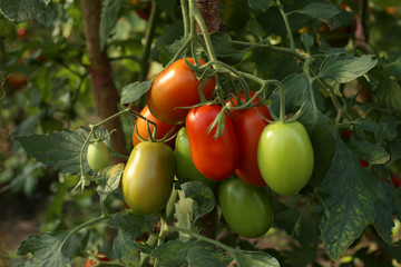 Tomatoes in the greenhouse. Homegrown organic food, tomatoes ripening in garden.