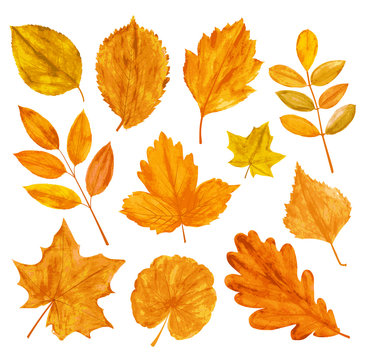 Autumn season leaves collection. Orange, yellow fall leaves set. Vector maple, birch, elm, oak leaf isolated.