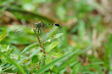 Dragonfly (Anisoptera) with a dry tree branch