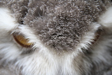 Yellow Eyes of a young Snowy Owl, Bubo scandiacus / Osttirol, Tyrol, Austria 