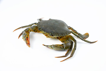 Crab isolated on white background.
