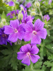 Cranesbill; Geranium; magnificum