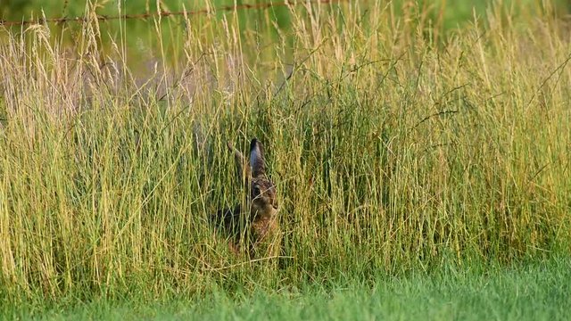Feldhase beim Fr&uuml;hst&uuml;ck, Wiese, Sommer