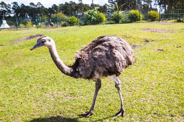 Ostrich at the zoo in a summer