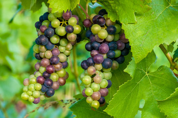 Grapes