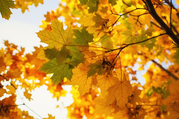 Fototapeta na wymiar Beautiful yellow, green and red colorful autumn maple leaves as background