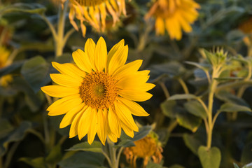 Sonnenblume im Abendlicht