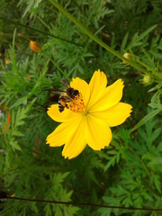 Flower with bee