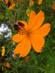 Obraz premium Flower with bee