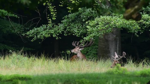 Rothirsch forkelt mit seinem Geweih an einen Buchen Ast, Sommer
