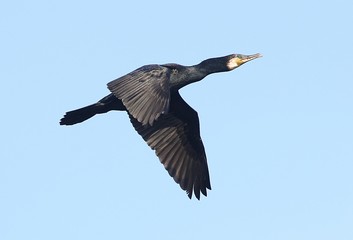 European Great Black Cormorant (Phalacrocorax carbo) in flight.
