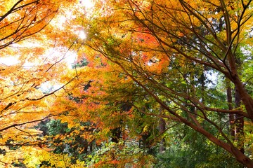高尾山　紅葉