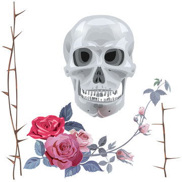 Set of Goth art objects: monochrome gray skull, branches with spikes and red roses (flowers, buds and leaves) on white background. Vector illustration, watercolor style. Concept for Halloween.