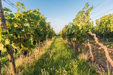 Abend im Weinberg