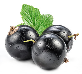 Black currant with water drops on the white background.