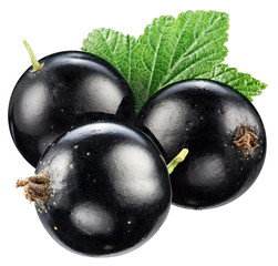 Black currant with leaf. File contains clipping paths.