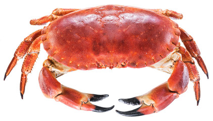 Cooked brown crab or edible crab.