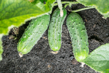 Cucumbers growing on vines in the garden. Macro.