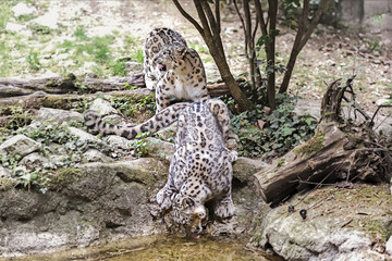 leopardo delle nevi © saad