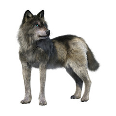 Fototapeta premium 3D Rendering Gray Wolf on White