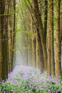 Water Cedar tree forest in spring in Xinghua,JiangSu,China