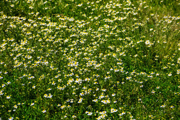 Meadow of officinal camomile flowers (Matricaria chamomilla). Natural background