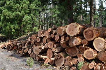 切り出された杉の丸太