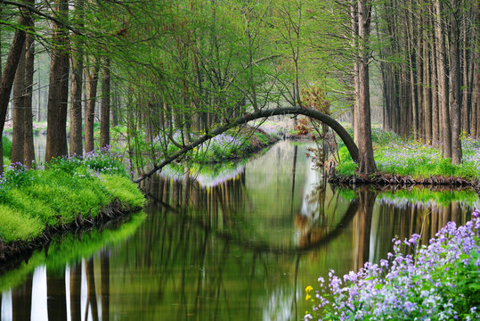 Water Cedar tree forest in spring in Xinghua,JiangSu,China