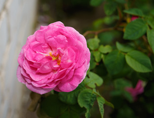 pink tea rose