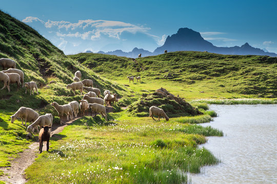 Moutons