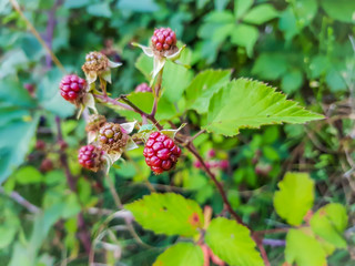 Rote Brombeeren