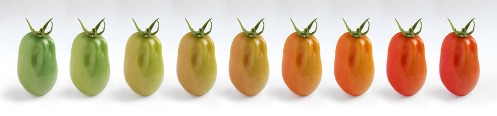 Plum Tomato Ripening