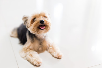 Shih tzu puppy dog so cute