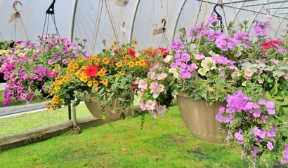 Hanging baskets filled with colorful Petunia flowers