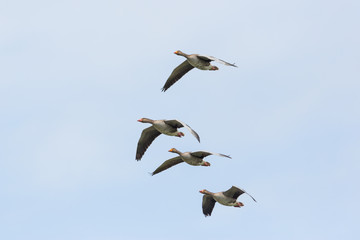 Fototapeta na wymiar four flying gray geese (anser anser) white sky