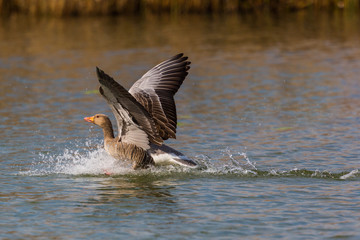 gray goose (anser anser) landing on water surface, drops, splashing © Pascal Halder
