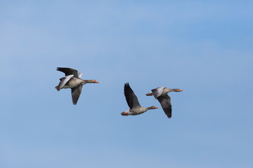 Obraz premium four flying gray geese (anser anser) flying in blue sky