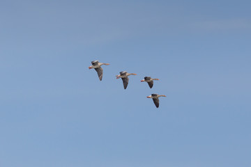 four flying gray geese (anser anser) flying in blue sky