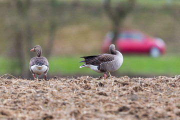 two gray geese (anser anser) with red car in background