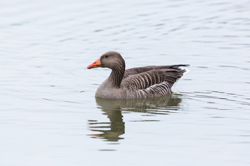 Fototapeta premium side view portrait of swimming natural gray goose (anser anser)