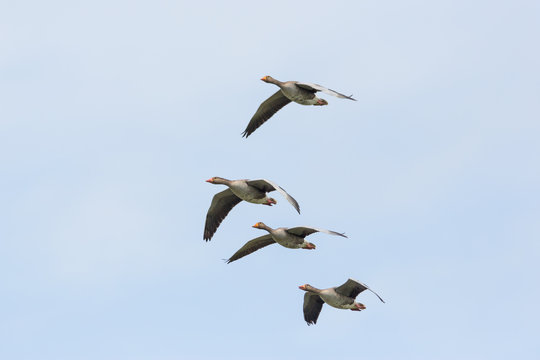 four flying gray geese (anser anser) white sky