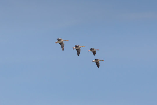 four flying gray geese (anser anser) flying in blue sky